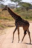 TANZANIA - Serengeti National Park - Giraffa - 1